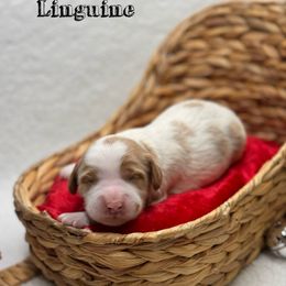 Linguine - Parti male Goldendoodle puppy in Williamson, New York from Lakeside Doodles