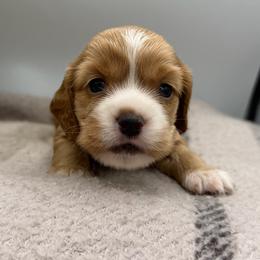 Yeti tan female - Red female Cocker Spaniel puppy in Howe, Indiana from A&J Kennel