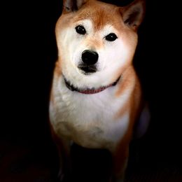Shiba Inu Puppies from Hillsdale Shiba Inu