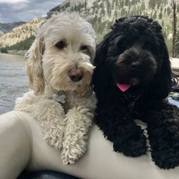 Australian Cobberdog All Grown Up from MountainAyres Australian Cobberdogs