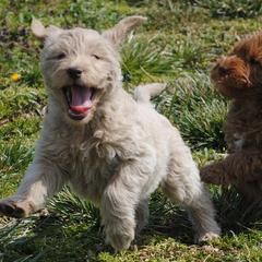 Double Doodles, Labradoodles, and Poodles from Cedar Hill Labradoodles