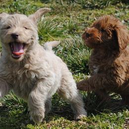 Double Doodles, Labradoodles, and Poodles from Cedar Hill Labradoodles