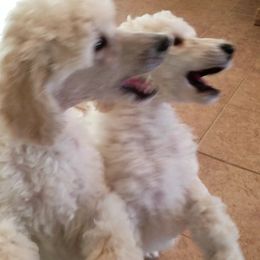 Chinese Crested and Poodle Puppies from En Vie