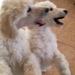 Chinese Crested and Poodle Puppies from En Vie