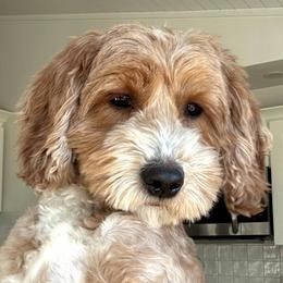 Sairose (Sersha) - Goldendoodle