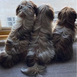 Shih Tzu Puppies from Willow Lane Shih Tzus