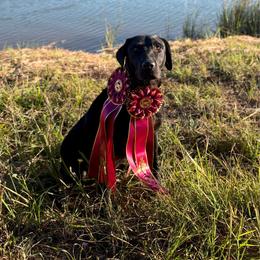 Roxy - Labrador Retriever