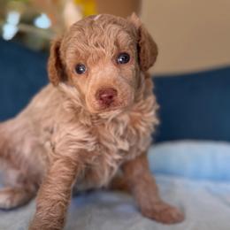 Chippy - Cream female Poodle puppy in Yuciapa, California from AlltheDoodlez_