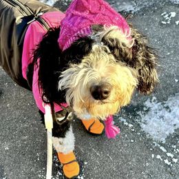 Bernedoodle and Sheepadoodle All Grown Up from Spy Haven LLC