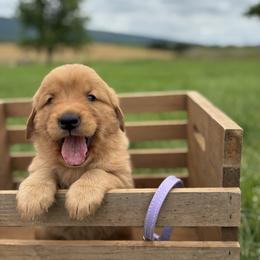 Anna - Dark golden female Golden Retriever puppy in Middleburg, Pennsylvania from South Hill Golden Retrievers