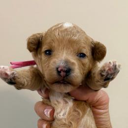 Pink collar - female - Apricot female Goldendoodle puppy in Cape Coral, Florida from Nay Nays Mini Doodles