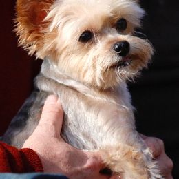 Yorkshire Terriers from Mullet Yorkies