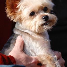 Yorkshire Terriers from Mullet Yorkies