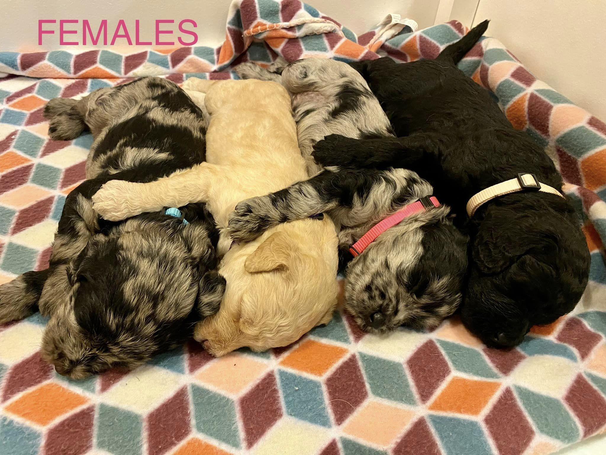 Hamilton Labradoodles in Indiana Labradoodle puppies Good Dog