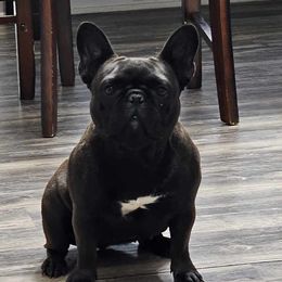 Blue - French Bulldog