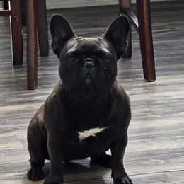 Blue - French Bulldog