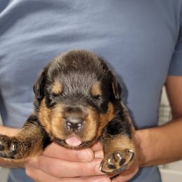 Rottweiler Puppies from Vom Zamozdra Haus Rottweilers