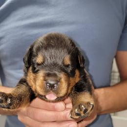 Rottweiler Puppies from Vom Zamozdra Haus Rottweilers
