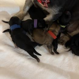 Shihpoo puppies from Puddlejumpers