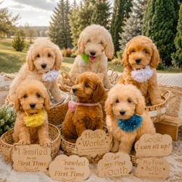 Goldendoodle puppies from Curlytail Doodles