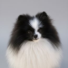 Buttercup - Pomeranian