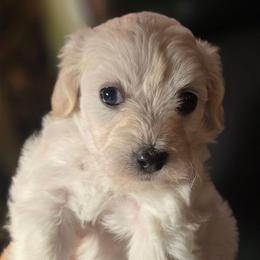Lola - White female Maltipoo puppy in Sahuarita, Arizona from Cowgirl's Legacy Maltipoos