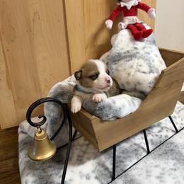 Blue Collar - Red male Pembroke Welsh Corgi puppy in Elberton, Georgia from Lonesome Boone Corgis