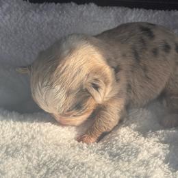 Boy 3 - Black and tan male Corgipoo puppy in Junction, Utah from Sugar Doodles