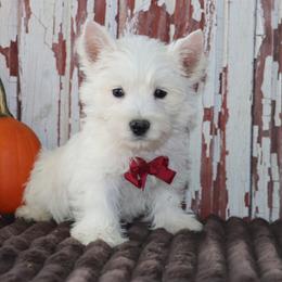 Paulus - White male West Highland White Terrier puppy in Goshen, Indiana from Linda’s Lovable Pups