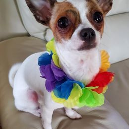 Chihuahua Puppies from Fine Whines & Lickers