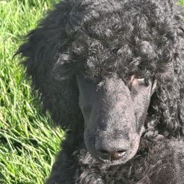 NayNay - Poodle puppy in Centralia, Washington from Bellissimo Standard Poodles