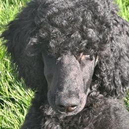 NayNay - Poodle puppy in Centralia, Washington from Bellissimo Standard Poodles