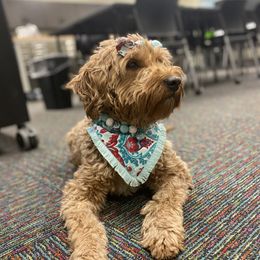 Tillie - Goldendoodle