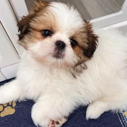 Inquisitive Kyrie - Gold and white male Shih Tzu puppy in Gilbert, Arizona from 🌗 New Moon Shih Tzu 🌗