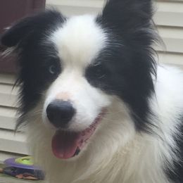 Jimmy - Border Collie