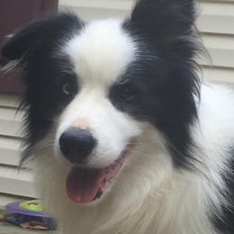 Jimmy - Border Collie