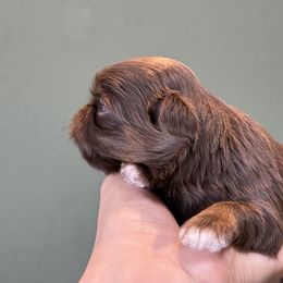 Female 1 - Liver female Shih Tzu puppy in Calimesa, California from Little Mountain’s Shih Tzus