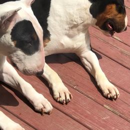 Bull Terriers from Bally Bull Terriers
