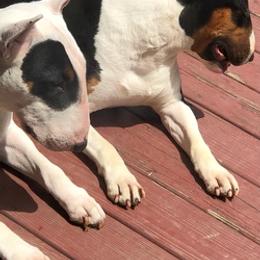 Bull Terriers from Bally Bull Terriers