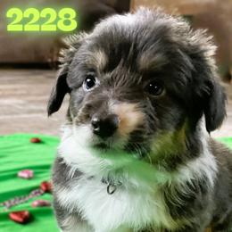 Girl 6 - Black and tan female Pembroke Welsh Corgi puppy in Port Republic, Maryland from Bestfurends