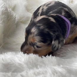 Dachshund Puppies from Hart Dachshunds