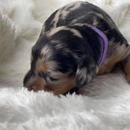 Dachshund Puppies from Hart Dachshunds