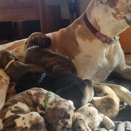 Great Dane Puppies from RCM Great Danes
