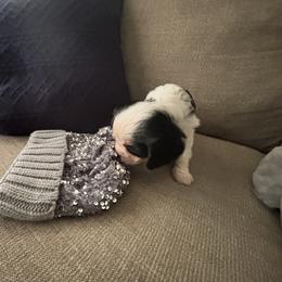 Cavalier King Charles Spaniel Puppies from Krawczyk's House of Cavaliers