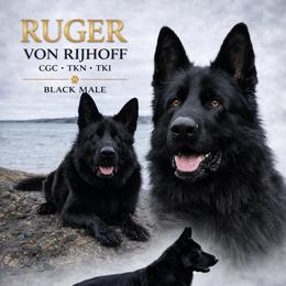 Ruger Von Rijhoff CGC, TKN, TKI - German Shepherd