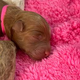 Leia - Red  female Goldendoodle puppy in American Fork, Utah from Kym’s Micro Mini Goldendoodles