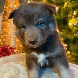 Rudolph - Red and white male Siberian Husky puppy in Ravena, New York from Osiris’s Siberians & Pomskies