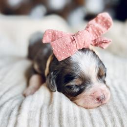 Sugar - Blue merle female Bernedoodle puppy in Travelers Rest, South Carolina from Bernedoodle.do