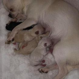 Chihuahua Puppies from Wild Prairie Chihuahuas