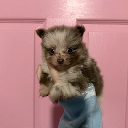 Cedar - Lavender Merle - Chocolate merle male Pomeranian puppy in Lanett, Alabama from H.P.P